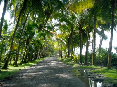 Bejuco Palms